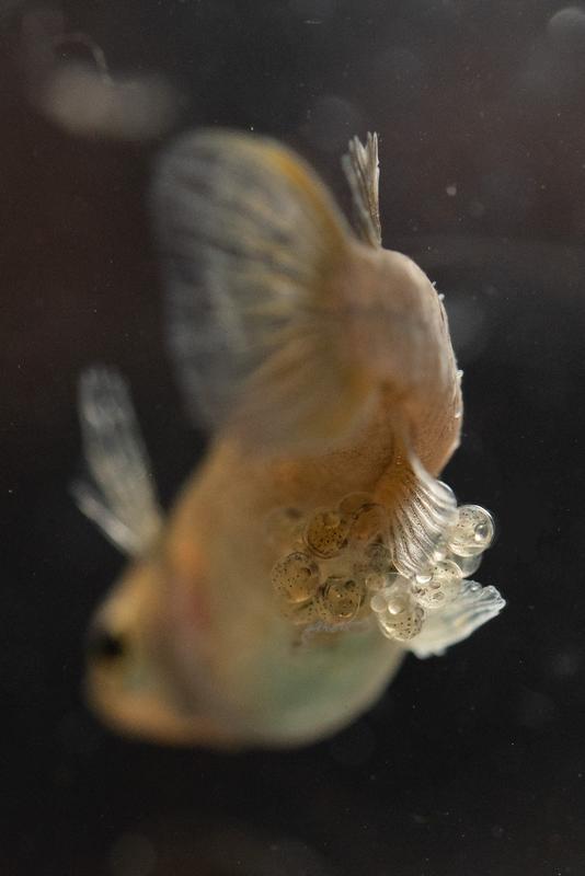 Female of the pelvic brooding species Oryzias eversi. The developing eggs are clearly visible above the elongated pelvic fins.