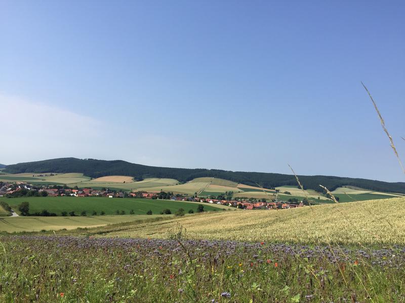 Blühstreifen neben einem konventionellen Weizenfeld bei Sebexen im Landkreis Northeim.