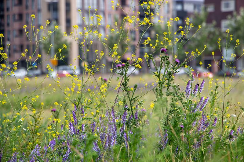 Native plant gardening for species conservation (symbolic image)