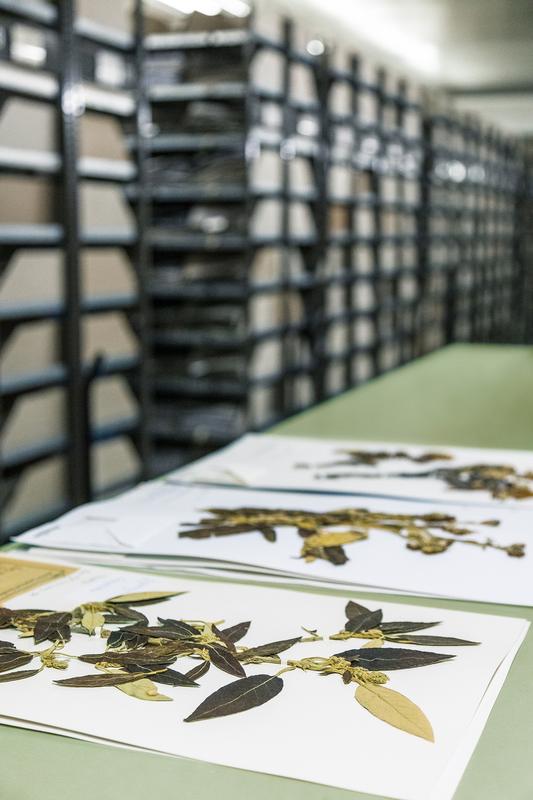 Pflanzenbelege im im Willdenow-Herbar / Alexander von Humboldt / Herbarium Berolinense im Botanischen Garten Berlin