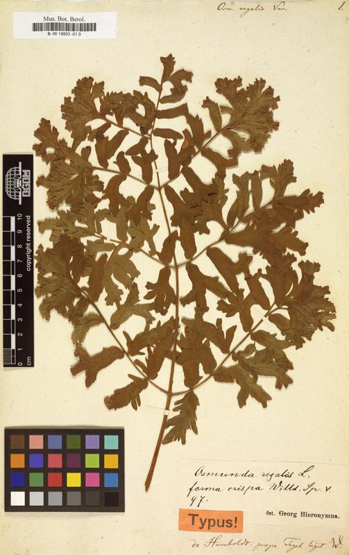 Typus-Beleg Königsfarn / Alexander von Humboldt / Herbarium Berolinense im Botanischen Garten Berlin