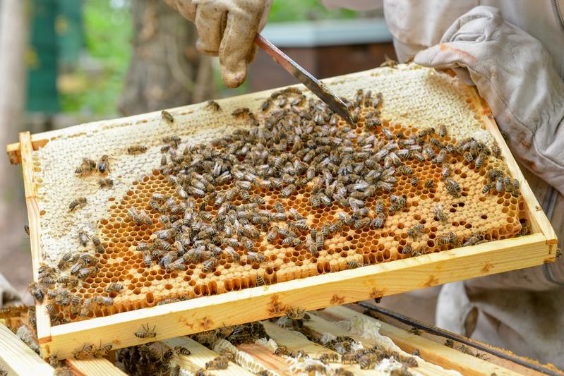 Eine Bienenwabe aus einem Bienenstock