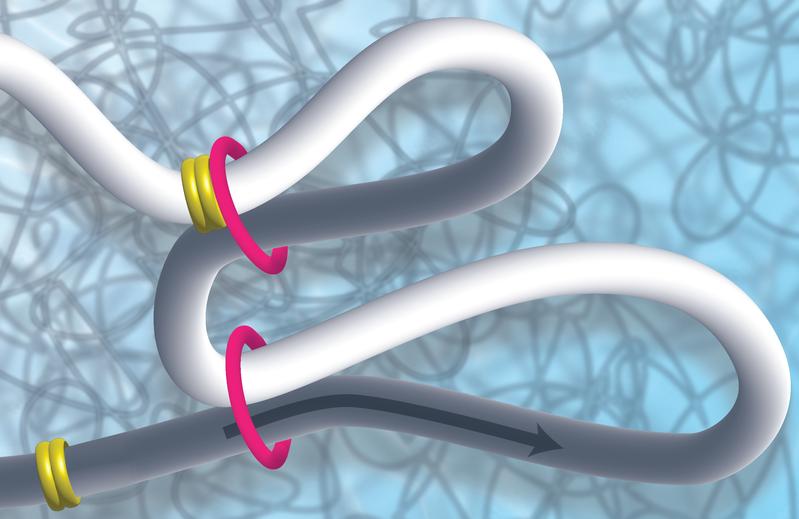 Für eine effiziente Verpackung wird DNA in Schleifen gelegt. Der Cohesinring (pink) bildet die Basis für die Schleife. Durch den Proteinkomplex MCM (gelb) wird die Schleifenbildung begrenzt.