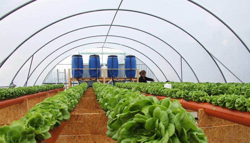Hydroponic lettuce cultivation with water recycling, HypoWave research project.