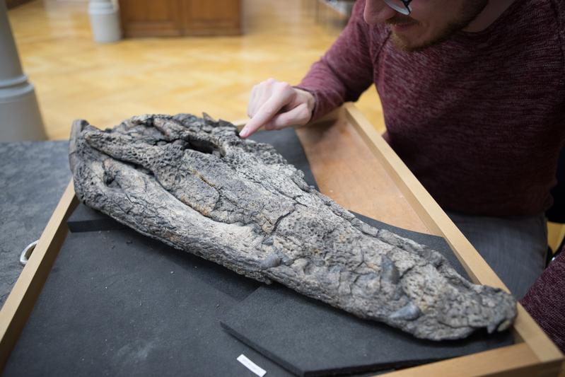 Schädel der neuen Krokodilart Maomingosuchus acutirostris aus 35-39 Millionen Jahre alten Seeablagerungen Vietnams.