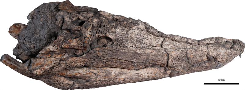 Skull of the new crocodile species Maomingosuchus acutirostris from 35-39 million year old lake deposits in Vietnam.