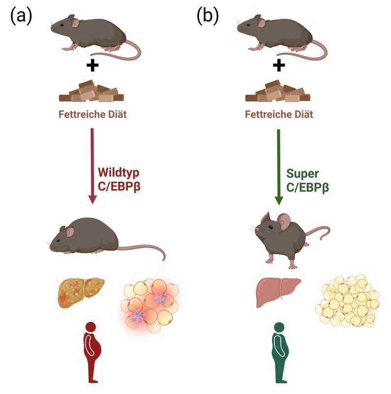 Mäuse mit C/EBPβ-Superfunktion (b) speichern überschüssiges Fett im hyperplastischen Fettgewebe. Bei fettreicher Diät weisen diese Mäuse ein weniger entzündetes Fettgewebe auf, speichern weniger Fett in der Leber und sind deswegen deutlich gesünder.
