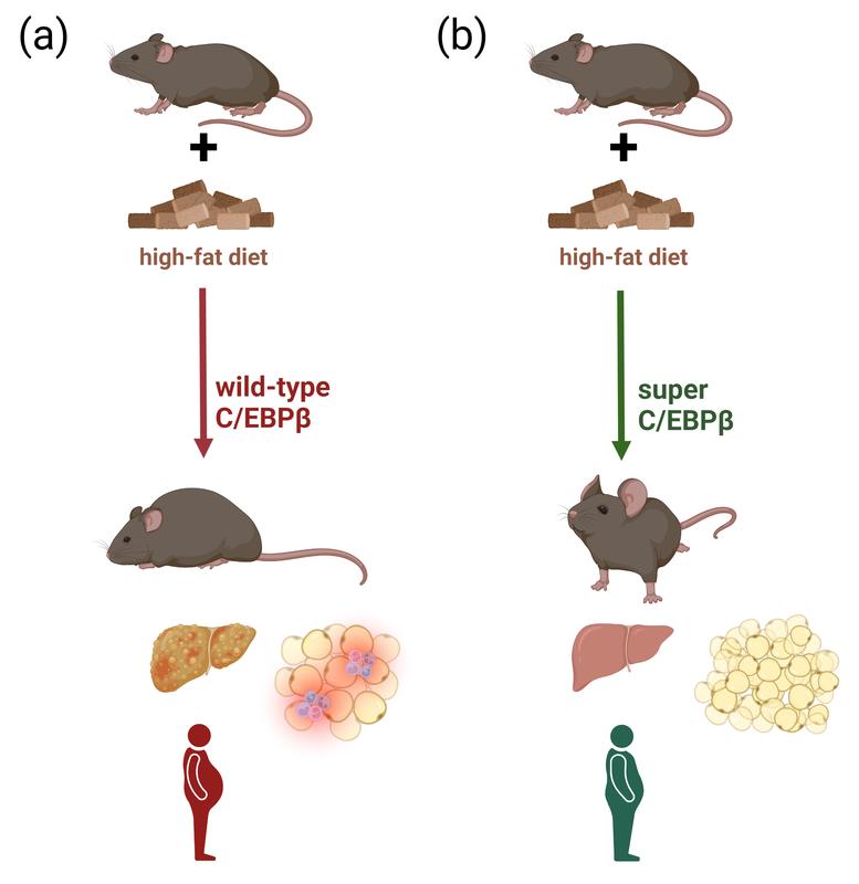 Genetically modified mice with increased function of the transcription factor C/EBPβ (b) store excess fat in hyperplastic adipose tissue. On a high-fat diet, these mice show less inflamed adipose tissue and are significantly healthier.