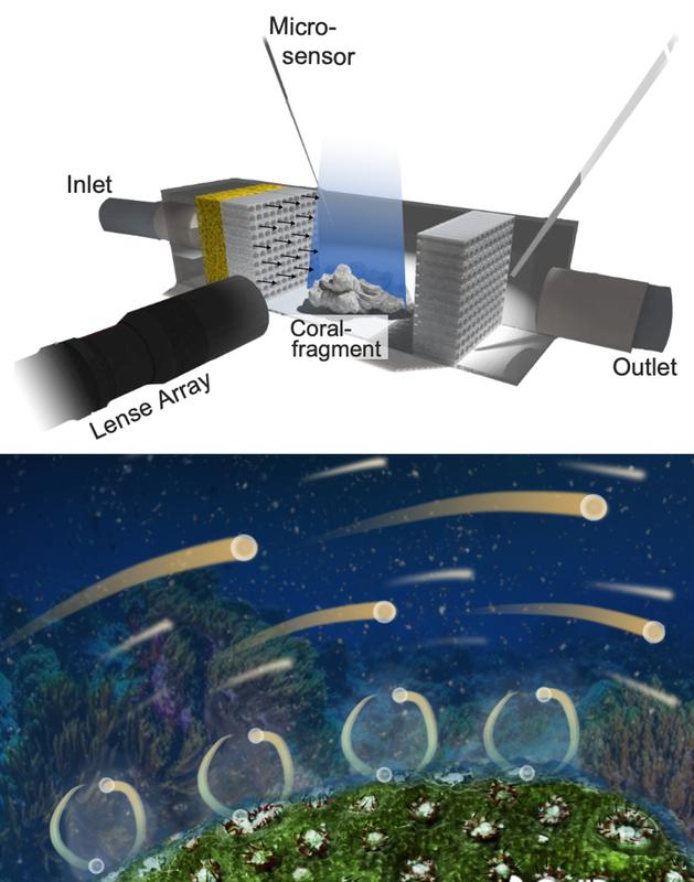 Korallen beim Atmen zuschauen: Eine Spezialkamera zeichnet auf, wie die sauerstoffempfindlichen Partikel an der Korallenoberfläche vorbeifließen.