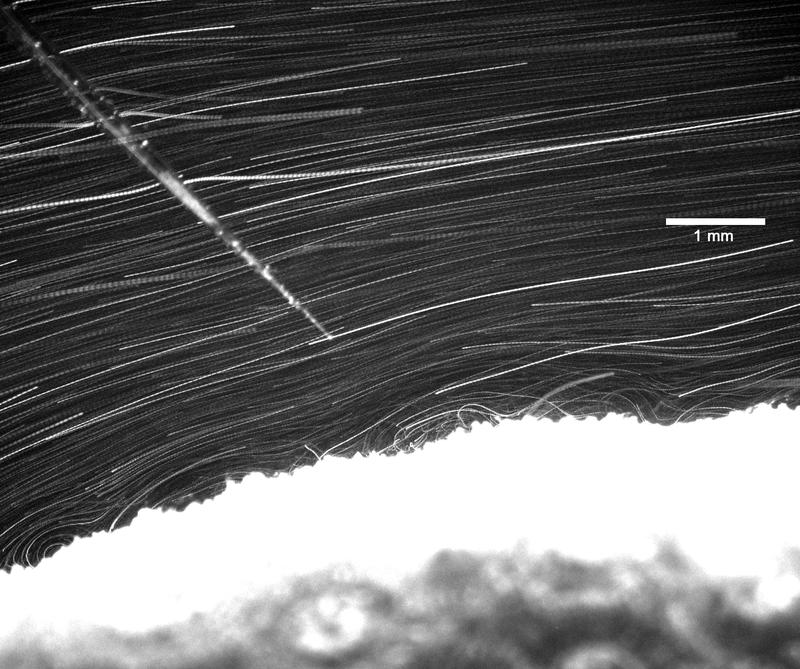 The flow of newly developed particles across the coral surface is clearly visible. 