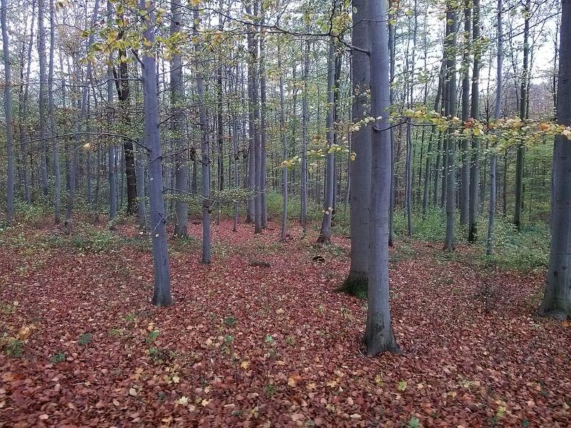 Leaf-covered forest floor in the Hainich National Park, Thuringia