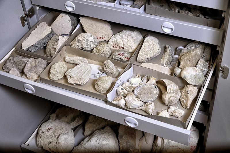 View inside the collection drawers: 40-million-year-old tropical reef corals from present-day France.