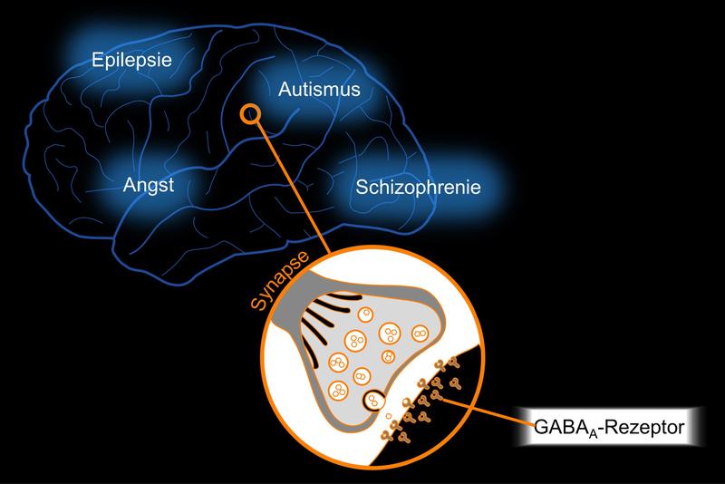 Schematische Lage der GABAA-Rezeptoren in den Synapsen des Menschen.