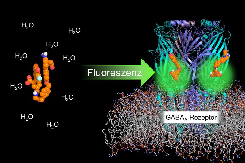 Molekularer Lichtschalter: In Wasser bleibt er dunkel, gebunden am GABAA-Rezeptor fluoresziert er grün. 