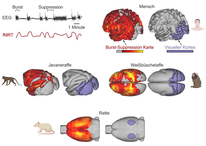 Burst-Suppression im Gehirn von Menschen, Javaneraffen, Weißbüschelaffen und Ratten.