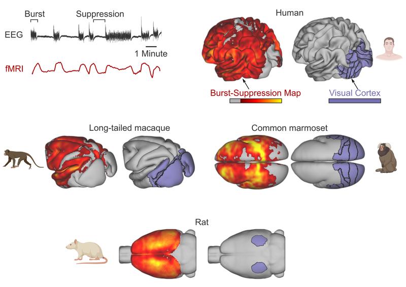 Burst-suppression in the brains of humans, long-tailed macaques, common marmosets and rats.