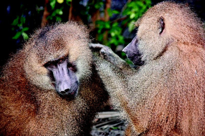Two strongly bonded male Guinea baboons (Papio papio) during a grooming session in the Niokolo-Koba National Park in Senegal.