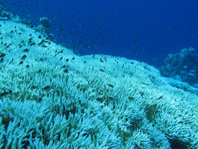Bleached reefs like this one off Saudi Arabia will probably become more and more common in the future. 