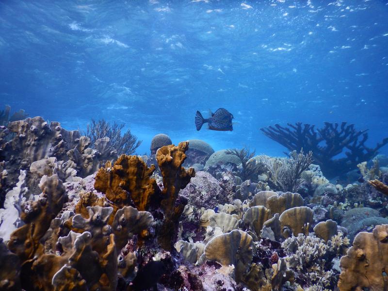 Largely intact coral reefs like this reef off Curaçao can still be found in the Caribbean. 