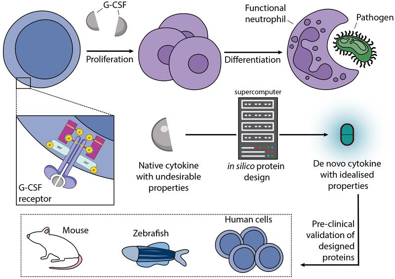 The design and development of novel immunotherapeutic proteins 