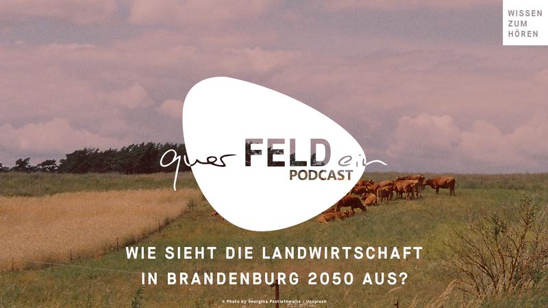 Neue Folge des querFELDein-Podcast: Wie sieht die Landwirtschaft in Brandenburg im Jahr 2050 aus? - Teil 1