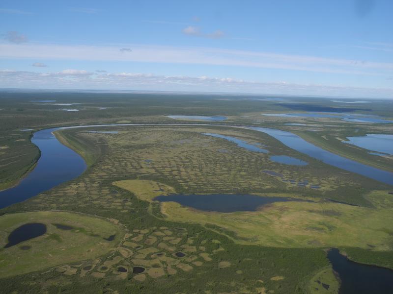 Aerial photo of open Northern forest on the Taymyr Peninsula, Siberia, consisting of larches. 