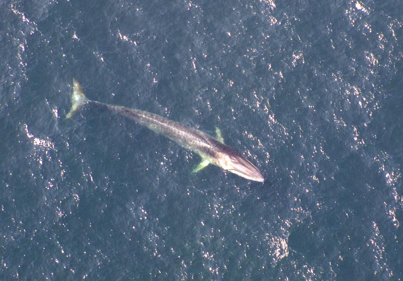 Genome analysis of fin whales (Balaenoptera physalus) gives hope for recovery of stocks
