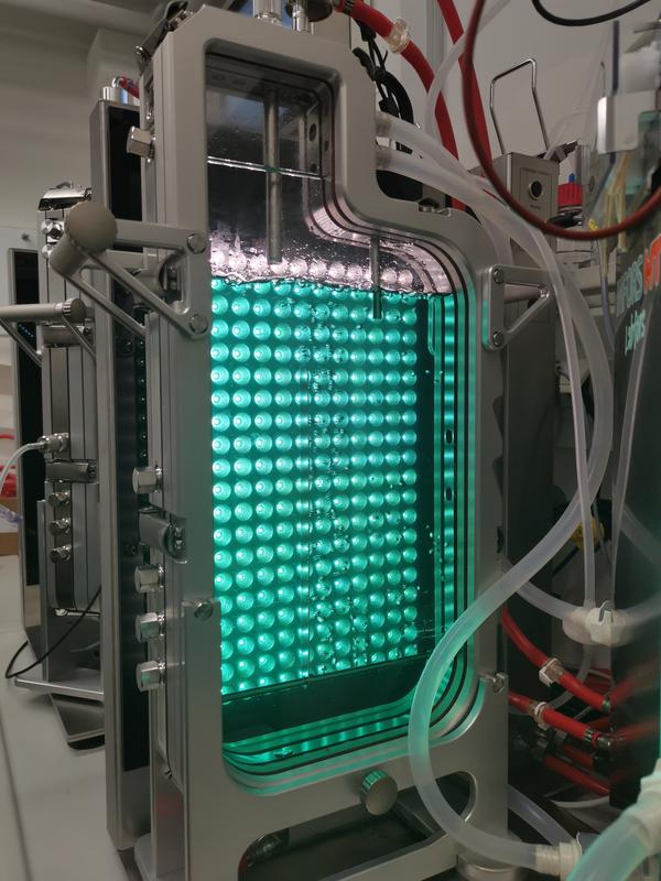 Fermentation von Cyanobakterien im Photobioreaktor an der TU Dresden