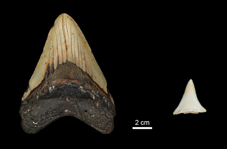 Vergleich der Zahngröße zwischen einem Zahn des ausgestorbenen Otodus megalodon aus dem frühen Pliozän und dem eines modernen weißen Hais.