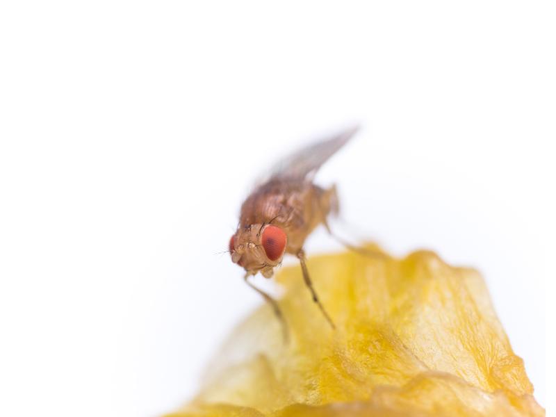 Essigfliege Drosophila melanogaster auf einem Pfirsichstück.
