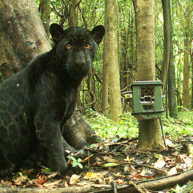 Ein schwarzer Panther (Panthera onca) - ein melanisches Individuum - entdeckt eine der Kamerafallen in den Várzea-Auenwäldern des Mamirauá Sustainable Development Reserve (MSDR), Zentralamazonien