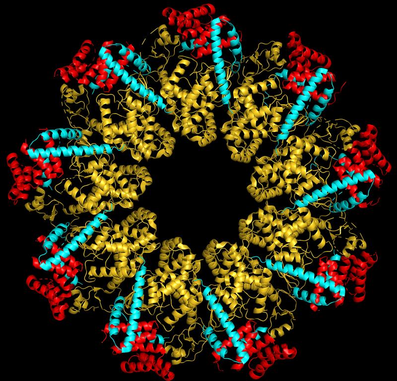 Struktur des ausgeschleusten Proteins (blau) gebunden an den ringförmigen Exportapparat (orange). Diese Darstellung nutzen Forschende, um die einzelnen Wechselwirkungen zu bestimmen.