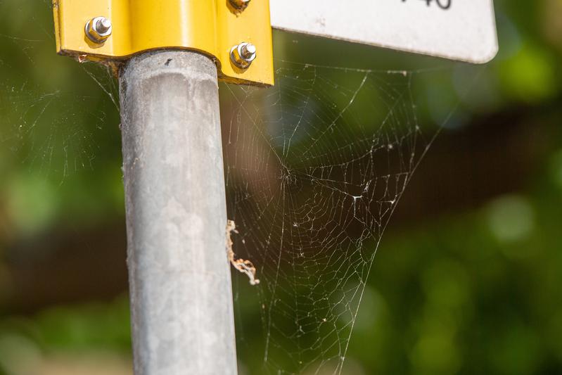 In Spinnennetzen in Städten sammelt sich auch Mikroplastik an.