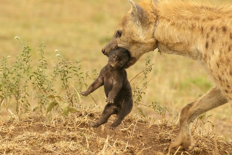 Weibliche Tüpfelhyäne mit Verletzungen durch Drahtschlingen trägt ein Jungtier in der Serengeti