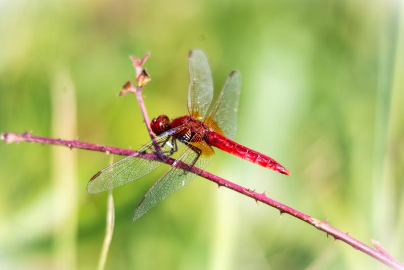he scarlet dragonfly (Crocothemis erythraea) is one of the best-known beneficiaries of global warming.