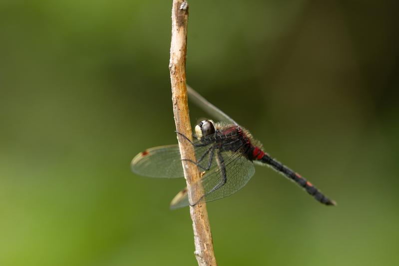 The white-faced darter (Leucorrhinia dubia) is a dragonfly species typical of raised bogs.