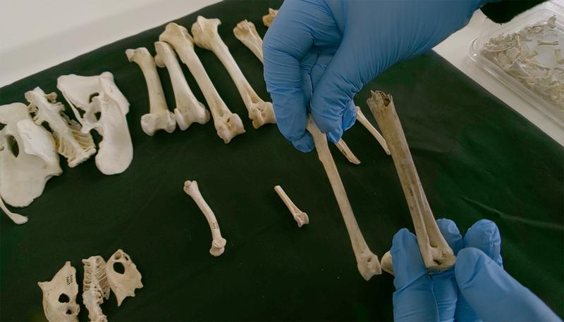Forscher:innen verglichen für die Studie die Knochen moderner Hühner mit denen aus ar-chäologischen Fundstätten – wie hier Unterschenkelknochen zweier Hühner.