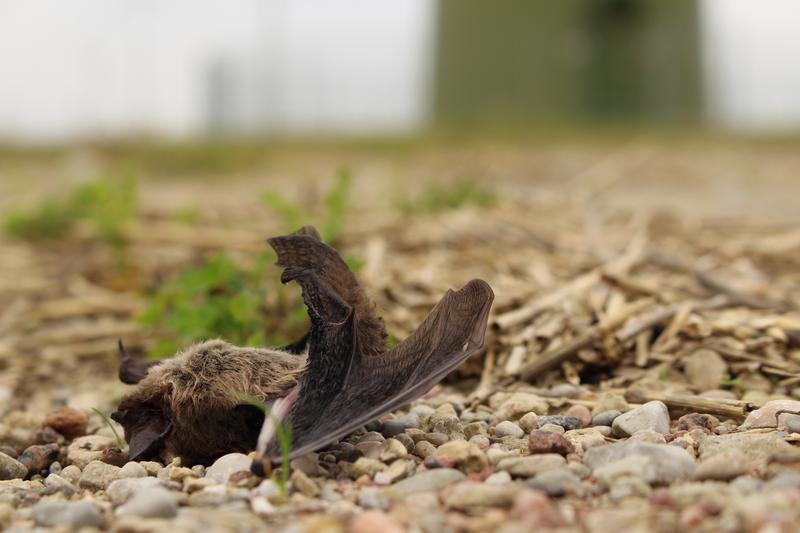 Fledermaus-Schlagopfer unter einer Windkraftanlage