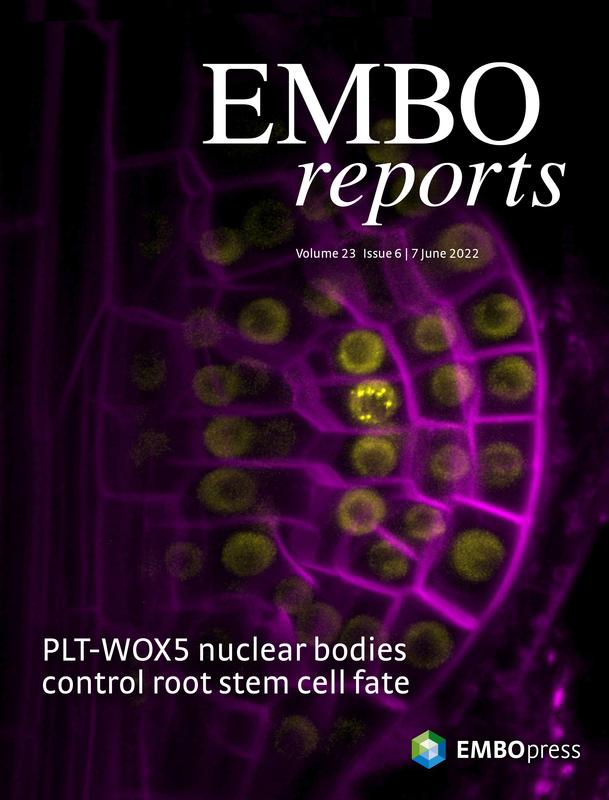 Cover der EMBO reports mit der Titelgeschichte zur HHU-Forschung über Stammzellen in Pflanzenwurzeln.