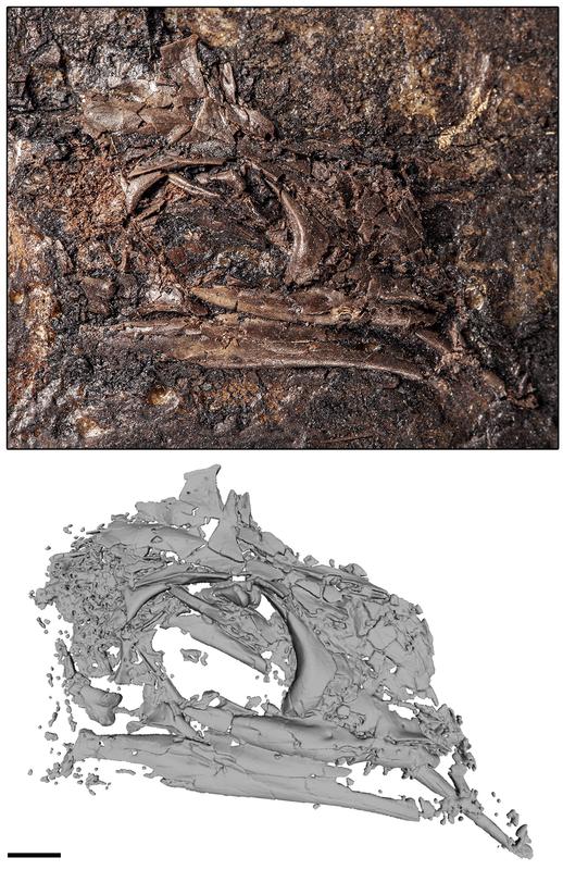 Fossiler Schädel von Geiseleptes delfinoi aus dem Eozän, der im früheren Braunkohleabbaugebiet Geiseltal in Sachsen-Anhalt gefunden wurde. Oben in Fundlage, unten die Umrisse im computertomografischen Bild.