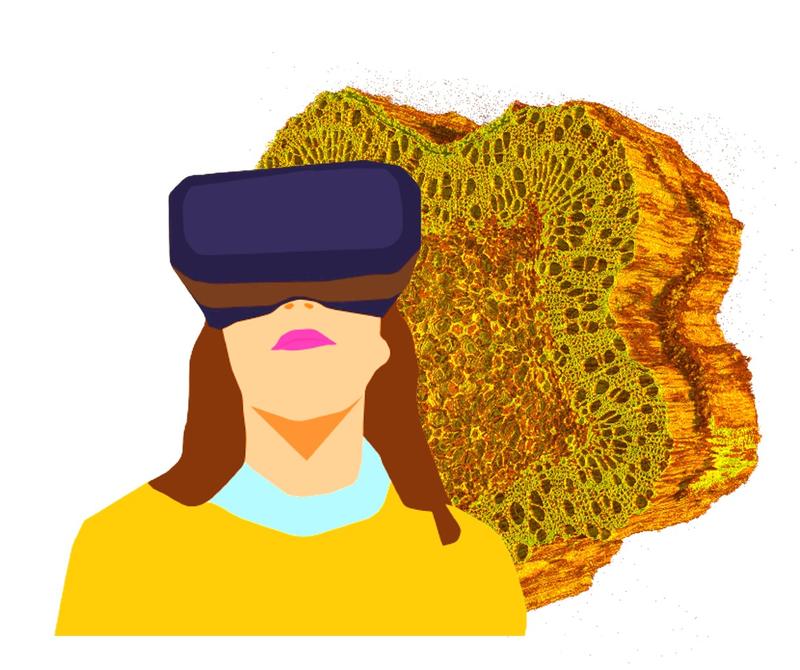 Holz wird dreidimensional erlebbar - VR in der Holzbiologie an der HNEE