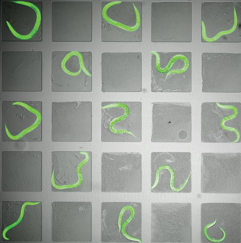 Die Entwicklung von Hunderten von C. elegans-Fadenwürmern, die in Mikrokammern wachsen, wurde mit Zeitraffermikroskopie aufgezeichnet