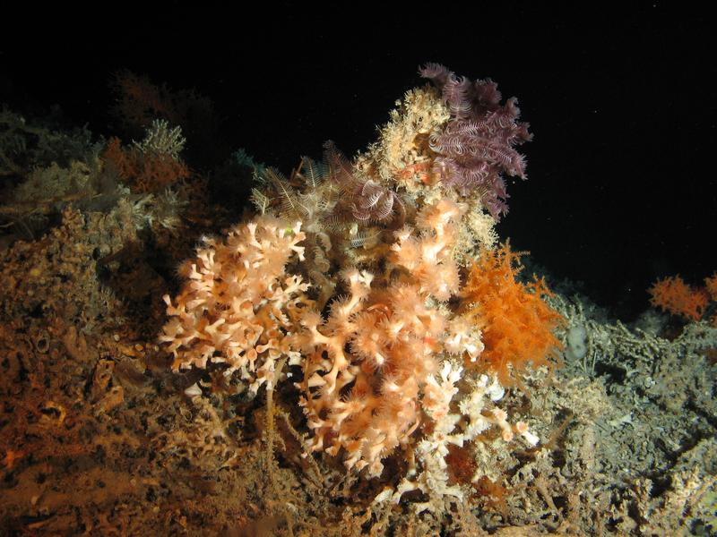 Große Kolonie der Kaltwasserkoralle Lophelia pertusa, die von Seelilien und Weichkorallen in 700 Meter Wassertiefe besiedelt ist (Porcupine Seabight, irischer Kontinentalrand). 