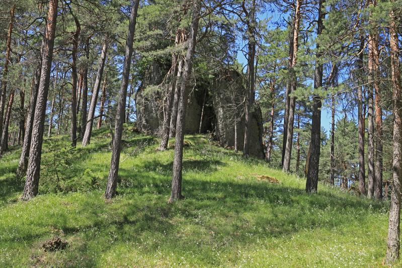 Typischer Bestand eines lichten Kiefernwaldes auf einem Dolomit-Riff aus der Jura-Zeit. 