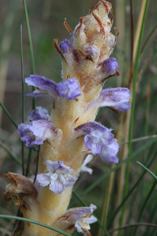 The bluish summerwort Orobanche coerulescens, a species of Asian steppes, which in Germany only occurs in dolomite sand dry grasslands in the margins of pine forests.