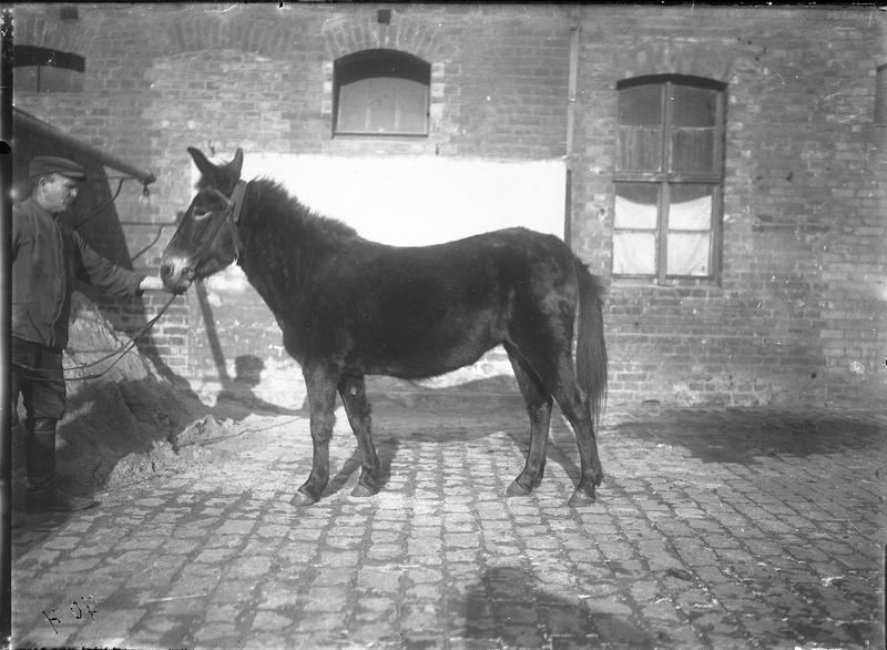 Historisches Foto eines Maultiers aus dem Museum für Haustierkunde, Halle. Maultier "Lotte", Geschlecht: weiblich, Geburtsdatum: 12.06.1903, Tag der Aufnahme: 23.01.1911