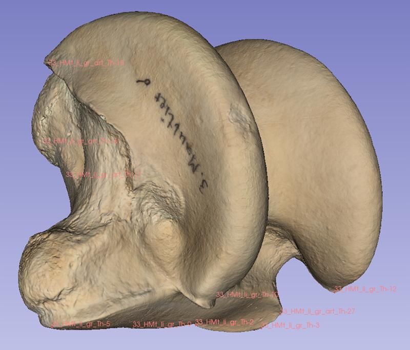 3D Ansicht des linken Talus (Sprungbeinknochen) eines Maultieres (männlich, kastriert) aus der Staatssammlung für Paläoanatomie München.