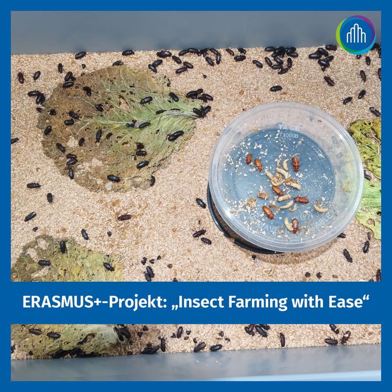 ERASMUS+-Projekt zum Verzehr von Insekten als nachhaltige Ernährungsform 