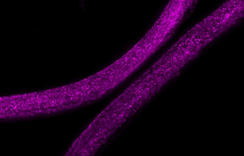 3D-gedruckte Faser kapselt Bakterienkolonien, die ein violettes antimikrobielles Medikament produzieren, sicher ein