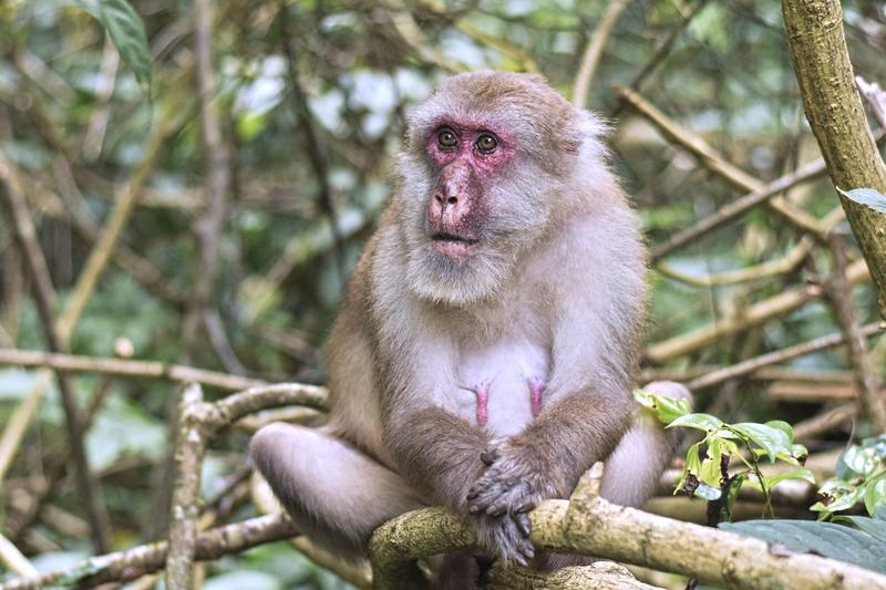 Ein älterer, weiblicher Assammakak (Macaca assamensis) in der Nähe der Forschungsstation Phu Khieo Wildlife Sanctuary in Thailand.